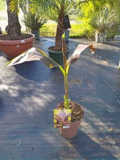 Musa siam ruby gebraucht kaufen  Nordkirchen