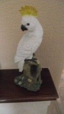 baby cockatoos for sale baby cockatoos for sale NEWTOWNARDS