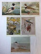 five books birds for sale  Wilmington