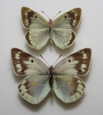 Pair colias sagartia for sale  FOLKESTONE