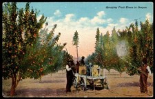Postcard spraying fruit for sale  Reseda