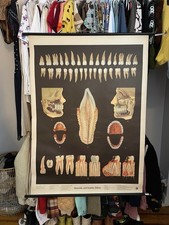 Teeth dentist dentures for sale  New York