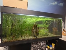 juwel aquarium rio 240 gebraucht kaufen juwel aquarium rio 240 gebraucht kaufen Neuhausen ob Eck