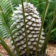 Lepidozamia peroffskyana schup usato  Napoli