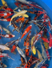 Koi imported random for sale  Lakeland