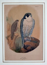 Falke falkner falken gebraucht kaufen  Lechbruck