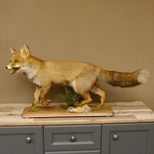 Fuchs rotfuchs laufend gebraucht kaufen  Nagel