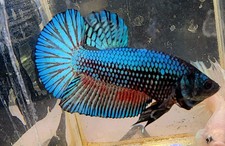 Live betta fish for sale  Loxahatchee