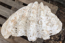 Versteinerte fossile riesenmus gebraucht kaufen  Gießen