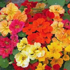 Nasturtium whirlybird mixed for sale  GRIMSBY