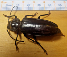 Hardwood stump borer for sale  Houston
