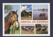 Cpm cheval dombes d'occasion  France