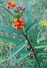 Milkweed live root for sale  Tyler