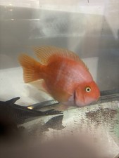 Giant parrot blood for sale  Shorewood