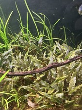 Cryptocoryne wendtii bronze for sale  Gorham
