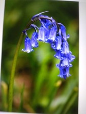 Bluebell english bluebell for sale  SALISBURY