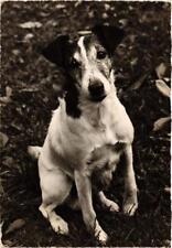 Cpm jack russell d'occasion  Expédié en Belgium
