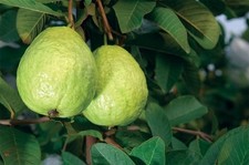 White guavas tropical for sale  Norwalk