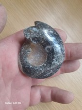 Polished fossil goniatite for sale  NOTTINGHAM