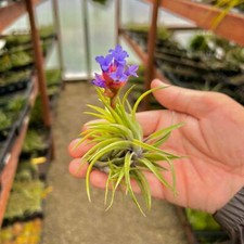 Neglecta giant form for sale  Vacaville