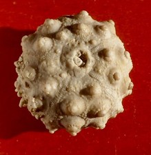 Oursin fossile jurassique d'occasion  Cuxac-d'Aude