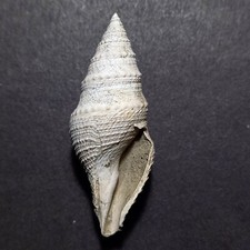Gemmula kieneri fossile usato  Italia