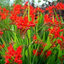 Crocosmia lucifer .g.m. for sale  BELPER