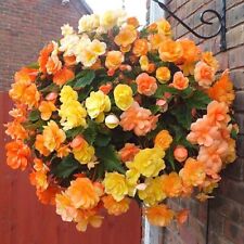 Trailing begonia ilumination for sale  BELLSHILL