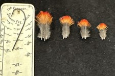 Indian crow feathers for sale  Ocean Park