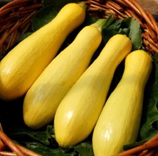 Graines courgette jaune d'occasion  Sanary-sur-Mer