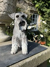 Large schnauzer dog for sale  HARROGATE