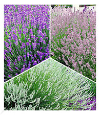Winterharte stauden lavendel gebraucht kaufen  Bensheim