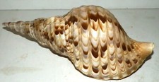 Triton trumpet specimen for sale  Goleta