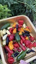 Mix semi peperoncini usato  Medesano