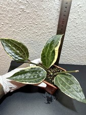 Hoya macrophylla variegata gebraucht kaufen  Kahla