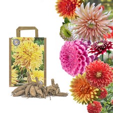 Dahlien knollen dahlia gebraucht kaufen  Leipzig