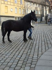Barefoot cheyenne gebraucht kaufen  Freden (Leine)