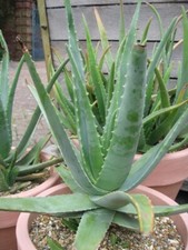 Italy aloe vera usato  Ugento