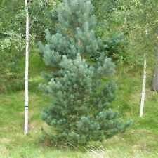 Scots pine trees for sale  Shipping to Ireland