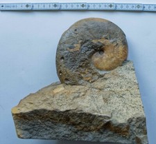Großer phylloceras lias gebraucht kaufen  Fürth