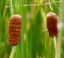 Typha laxmannii laxmann usato  Napoli