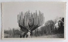 Mexicain jument cactus d'occasion  Rouen-