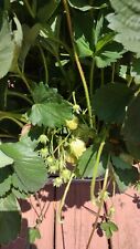 Free strawberry roots for sale  Myerstown