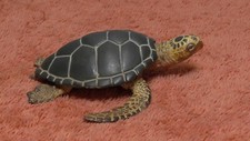 Sea turtle outdoor for sale  Visalia