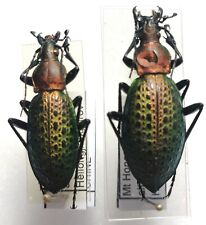 Couple carabus coptolabrus d'occasion  Paris XI