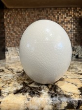 Large ostrich egg for sale  Chandler