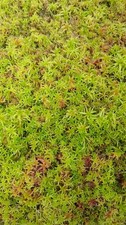live sphagnum moss for sale live sphagnum moss for sale THATCHAM