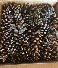 Pine cones natural for sale  Frederick