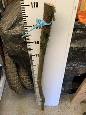 Blackthorn shank walking for sale Blackthorn shank walking for sale  SOUTH MOLTON