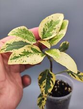 Ficus rubiginosa variegata for sale  Shipping to Ireland